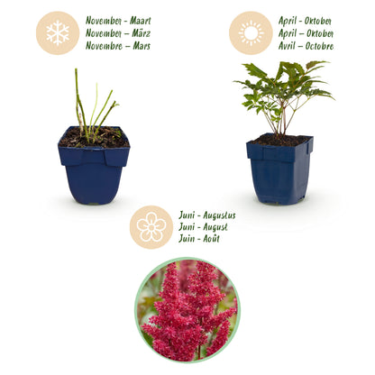 Prachtspiere 'Fanal' – Rot – Topf Ø11cm – Ansicht 4