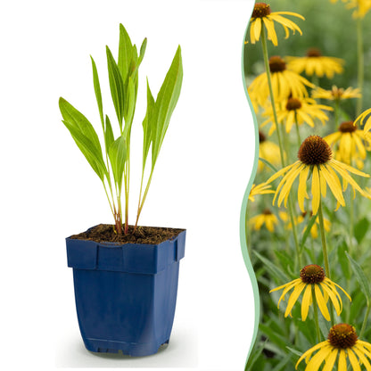 Sonnenhut 'Echinacea paradoxa' – Gelb – Topf Ø11cm