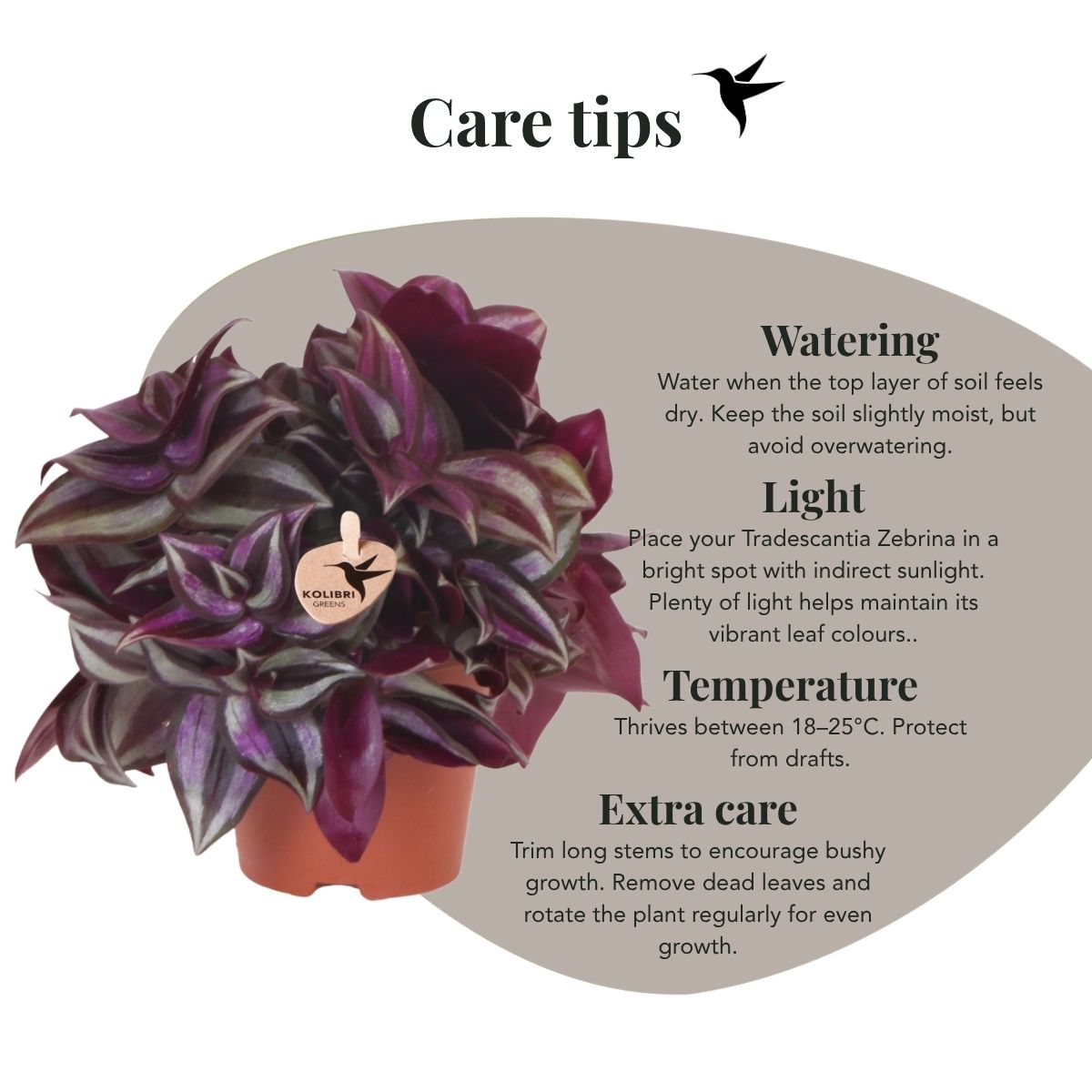 Tradescantia Zebrina – Violett-Grün – Topf Ø9cm – Ansicht 8