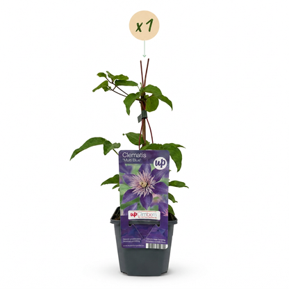 Clematis 'Multi Blue' – Blau, Ø9cm, ↕35cm – Ansicht 2