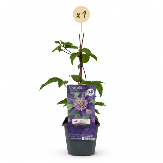 Clematis 'Multi Blue' – Blau, Ø9cm, ↕35cm – Ansicht 2