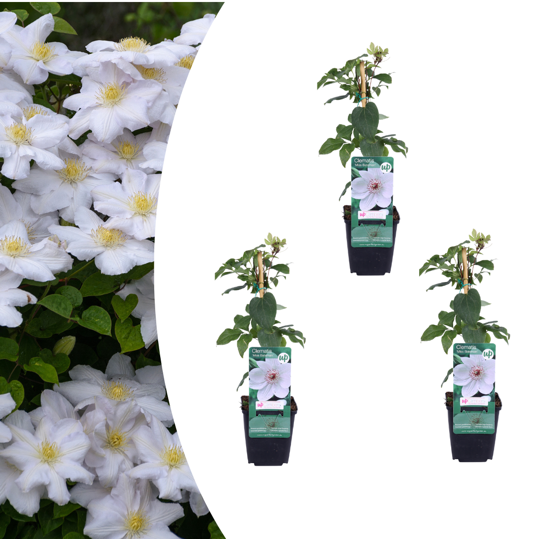 Clematis 'Miss Bateman' – Weiß – P9 Topf