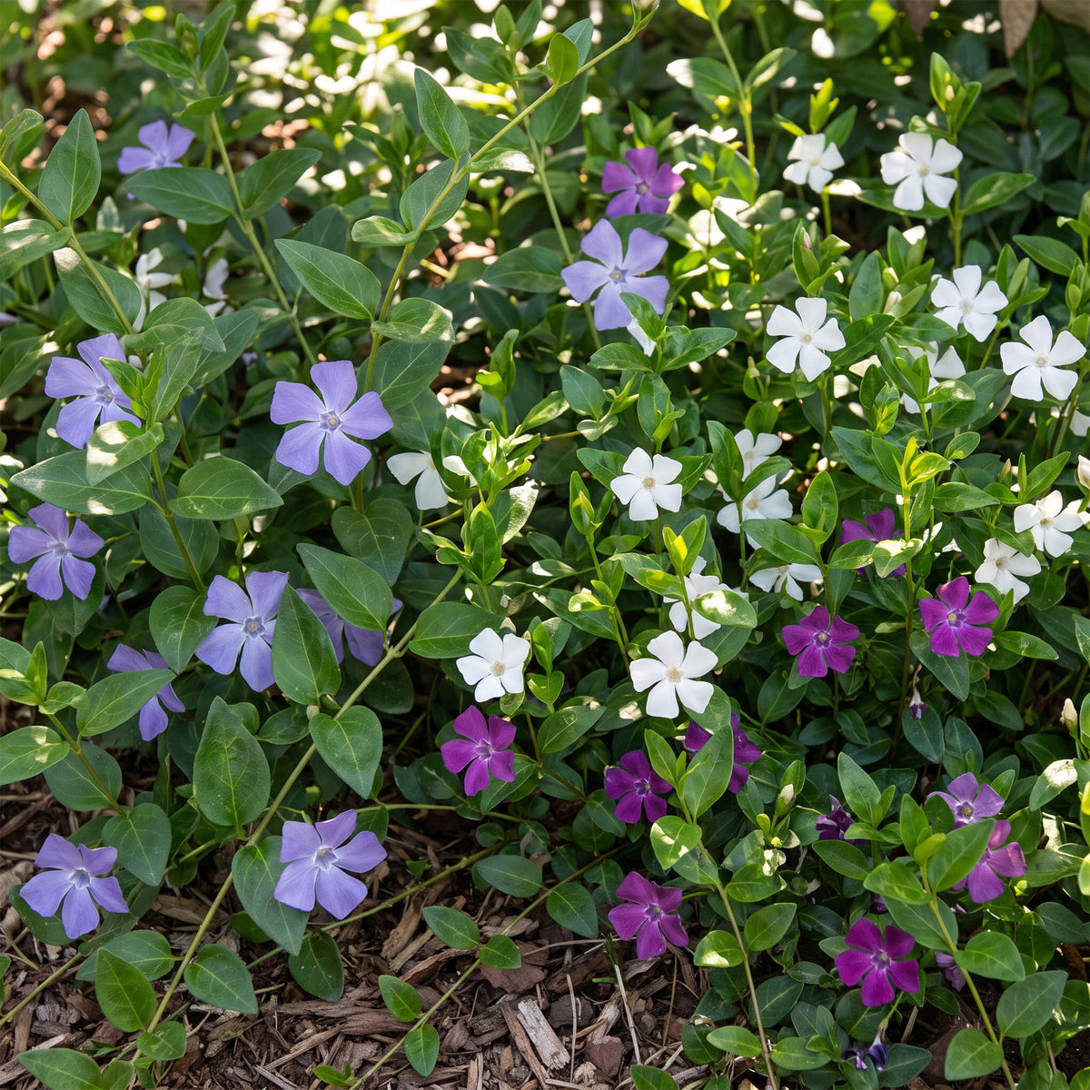 Immergrün 'Vinca Tricolour' – Blau-Lila-Weiß – Topf Ø11cm – Ansicht 5