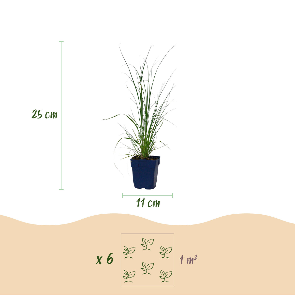 Zwerg-Pampasgras 'Cortaderia Pumila' – Grau – Topf Ø11cm – Ansicht 3