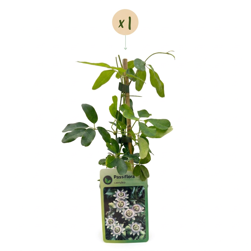 Blaue Passionsblume 'Passiflora caerulea' – Weiß-Lila – Topf Ø9cm – Ansicht 2