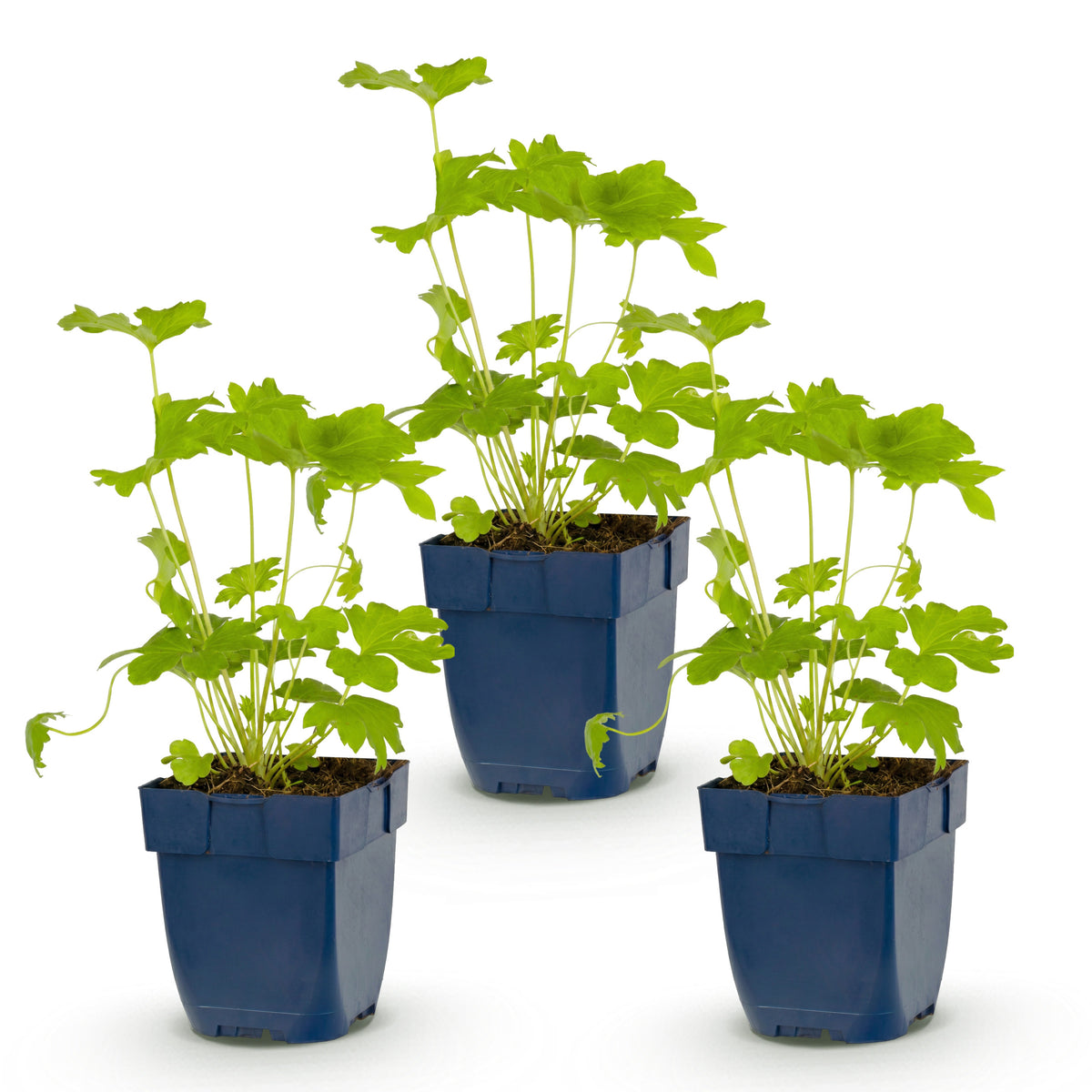 Rittersporn 'Delphinium Black Knight' – Lila – Topf Ø11cm – Ansicht 2