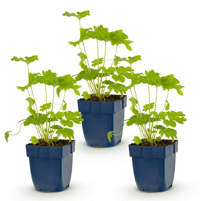 Rittersporn 'Delphinium Black Knight' – Lila – Topf Ø11cm – Ansicht 2