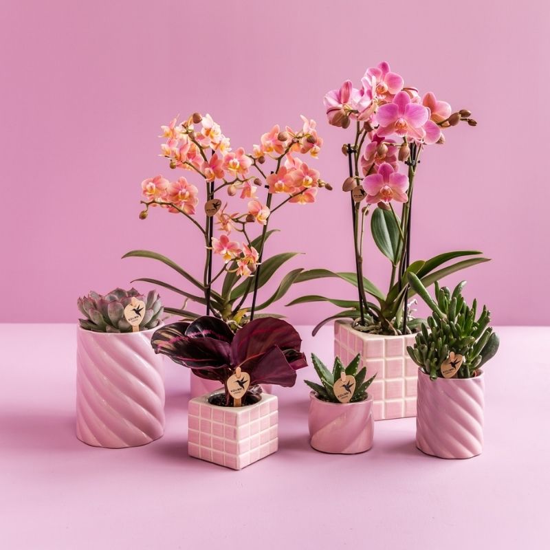 Sukkulente Crassula Hobbit – Ø6cm – Ansicht 7