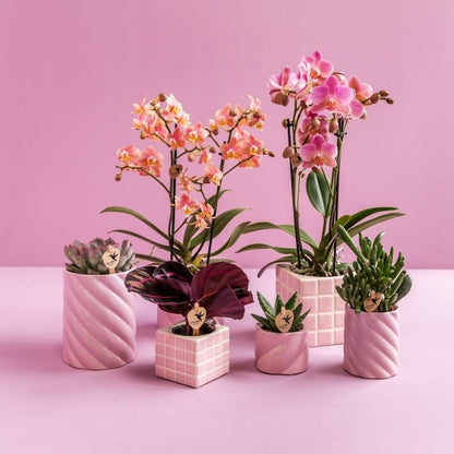 Sukkulente Crassula Hobbit – Ø6cm – Ansicht 7