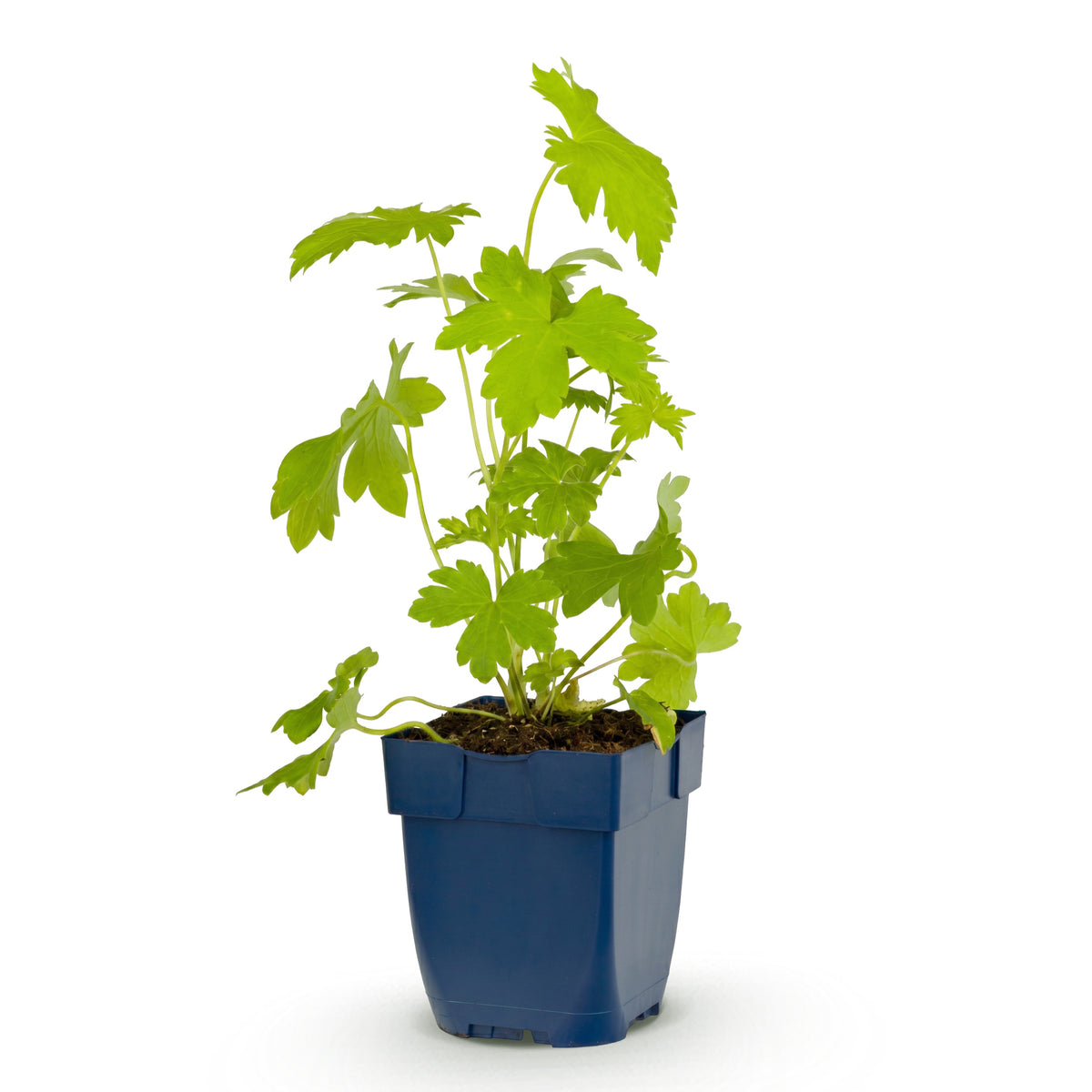 Rittersporn 'Galahad' – Delphinium – Weiß – Topf Ø11cm – Ansicht 2