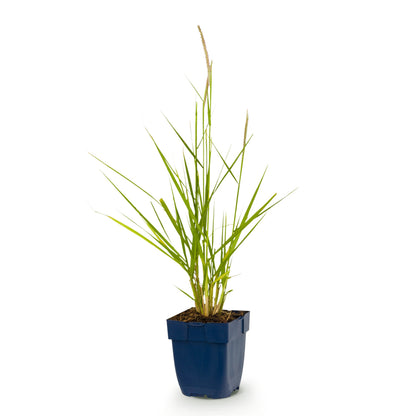 Lampenputzergras 'Fairy Tales' – Pennisetum orientale – Topf Ø11cm – Ansicht 2