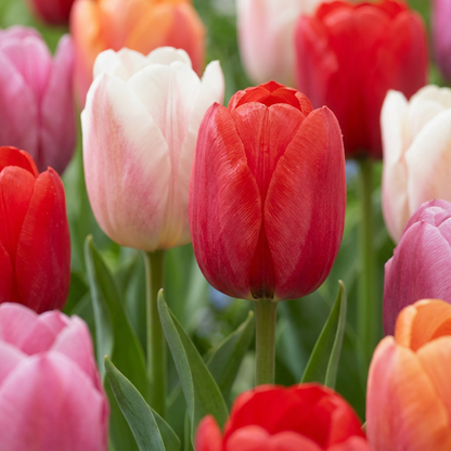 Tulpe 'Glowing with Pride' – Mix