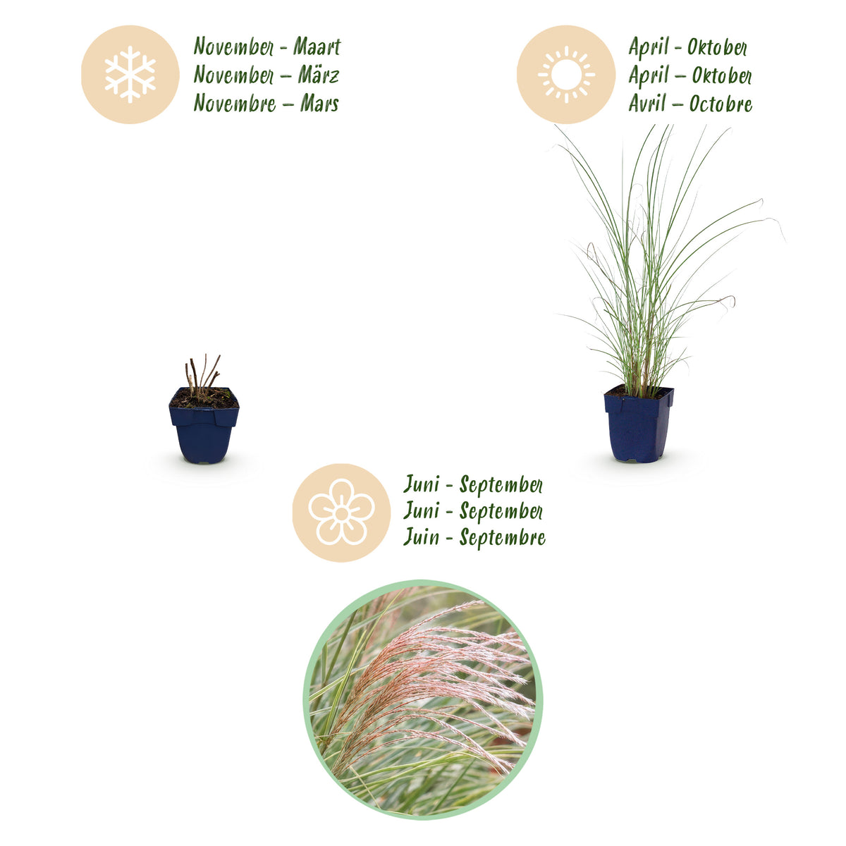 Chinaschilf 'Morning Light' – Miscanthus sinensis – Topf Ø11cm – Ansicht 4