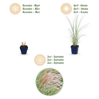 Chinaschilf 'Morning Light' – Miscanthus sinensis – Topf Ø11cm – Ansicht 4