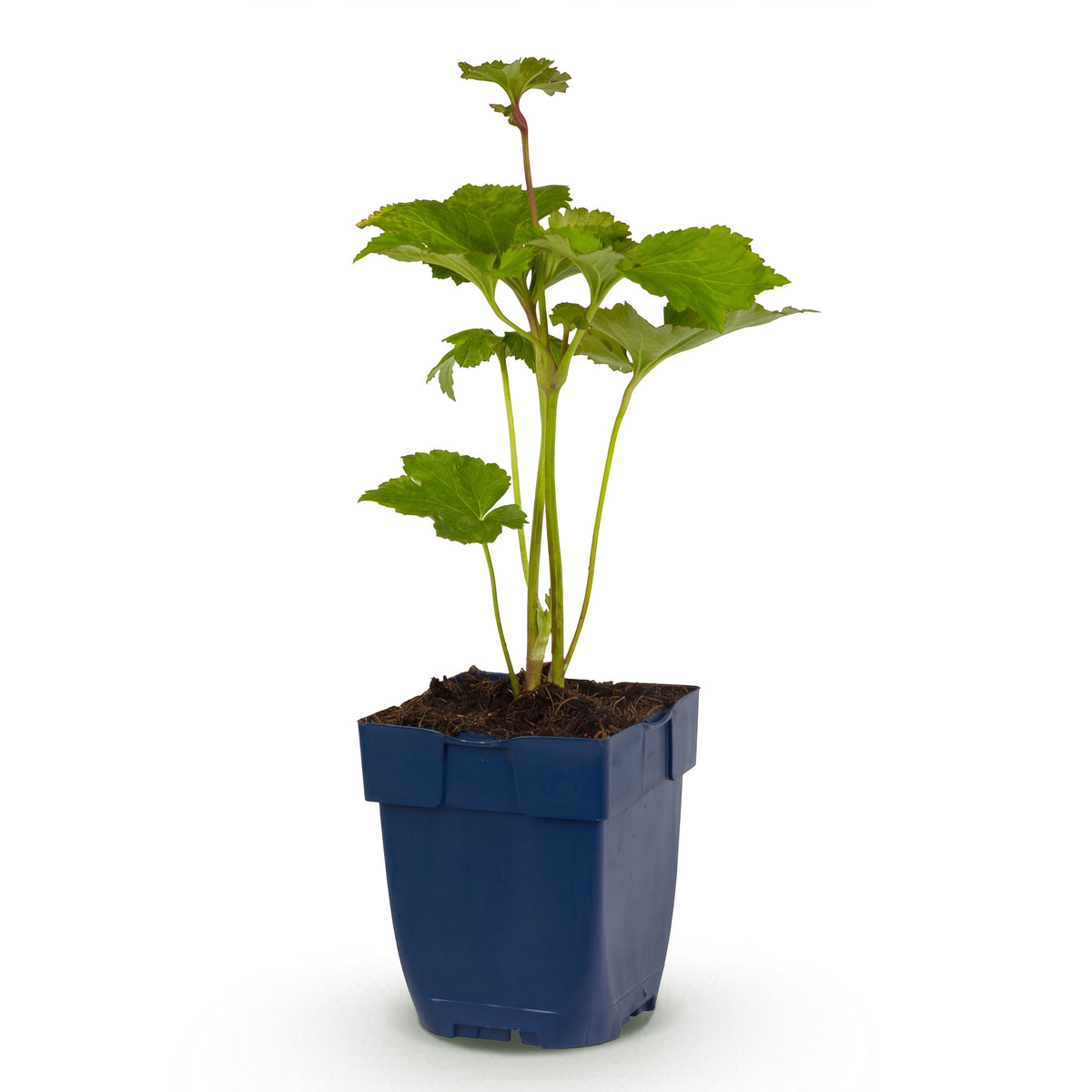 Herbst-Anemone 'Kön. Charlotte' – Rosa – Topf Ø11cm – Ansicht 2