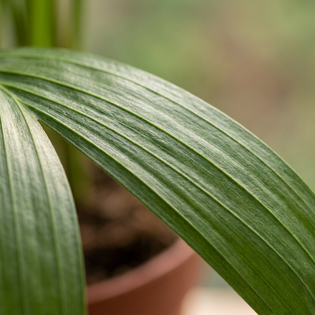 Goldfruchtpalme 'Areca Lutescens' – Topf Ø12cm – Ansicht 4