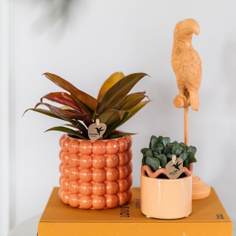 Philodendron 'Ruby Red' – Zimmerpflanze – Ø9cm – Ansicht 2