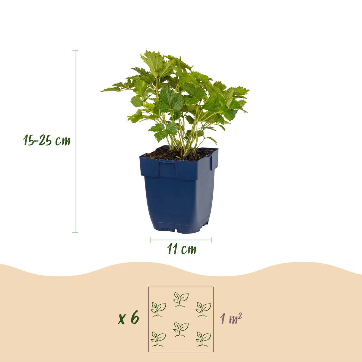 Prachtspiere 'Astilbe chin. Pumila' – Lila – Topf Ø11cm – Ansicht 3