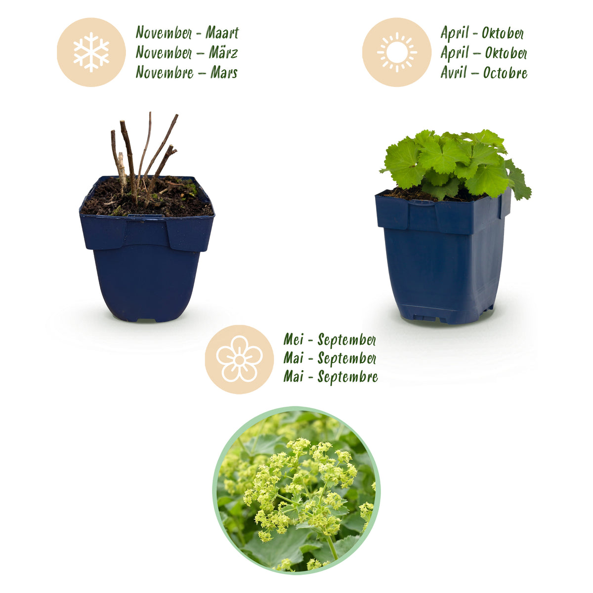 Frauenmantel (Alchemilla mollis) – Gelb – Topf Ø11cm – Ansicht 4