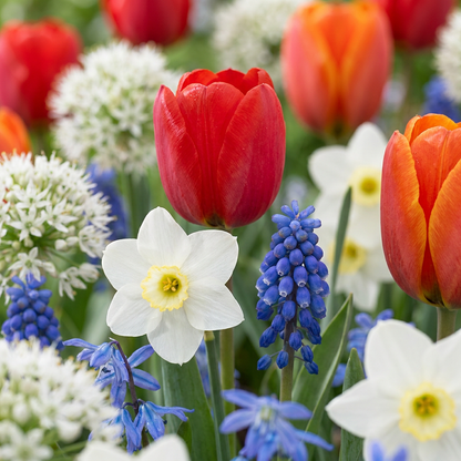 Blumenzwiebeln aus Holland