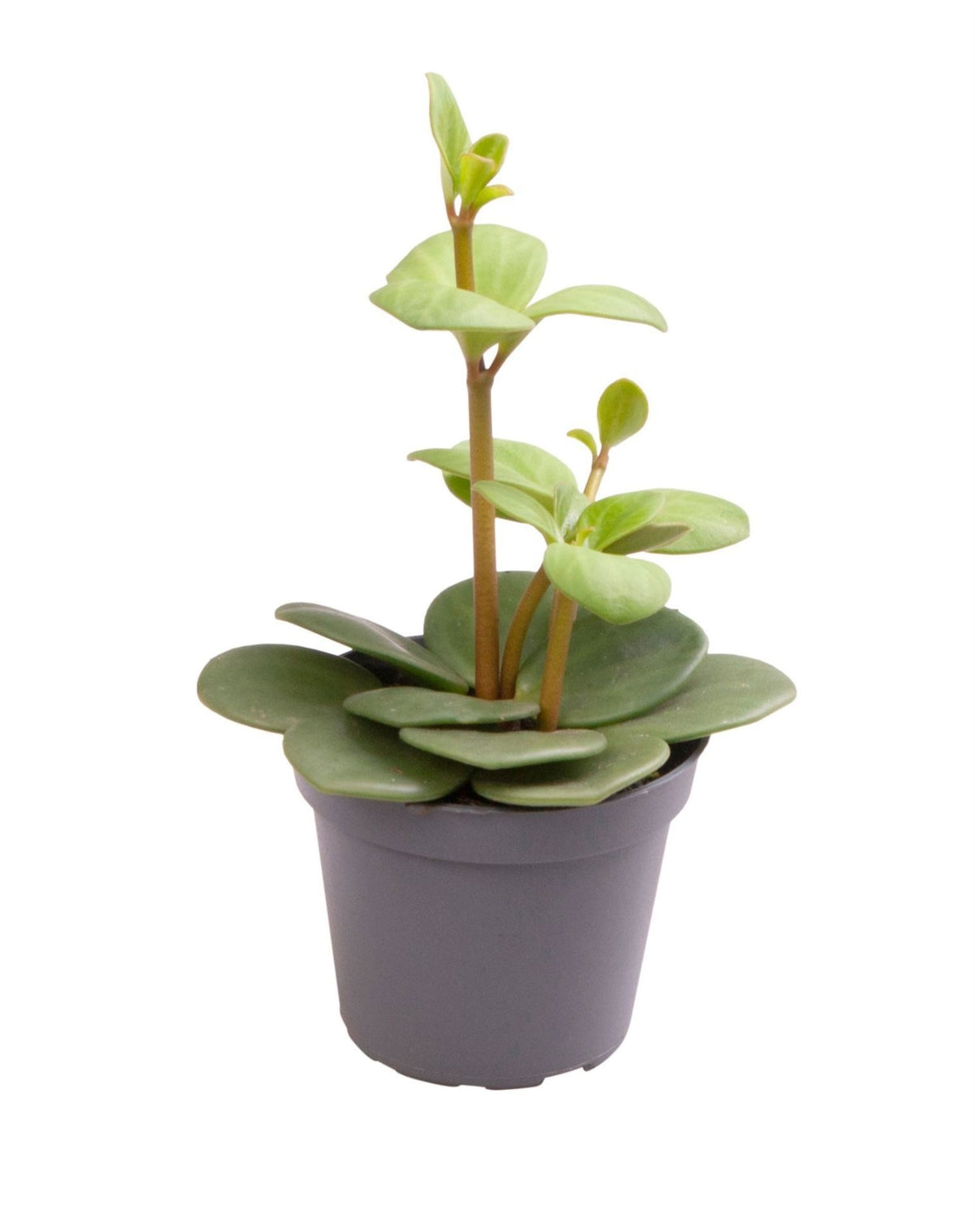 Peperomia Hope – Grün – Ø6cm, ↕12cm