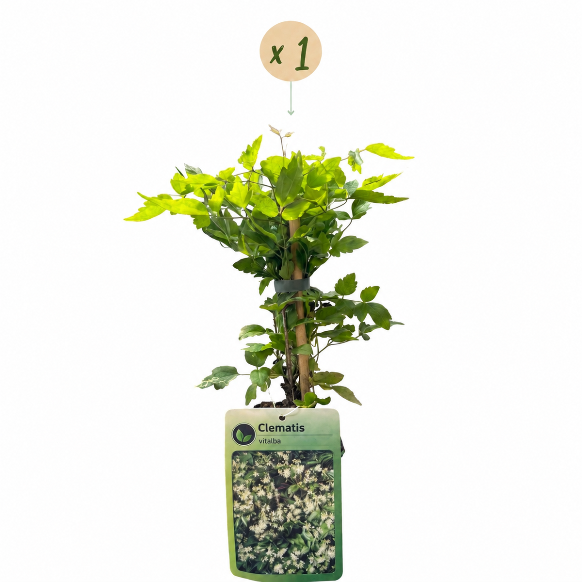 Gewöhnliche Waldrebe 'Clematis vitalba' – Weiß, Ø9cm, ↕35cm – Ansicht 2