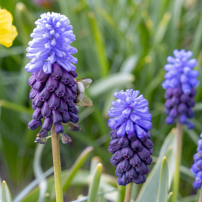 Traubenhyazinthe 'Latifolium' – Blau