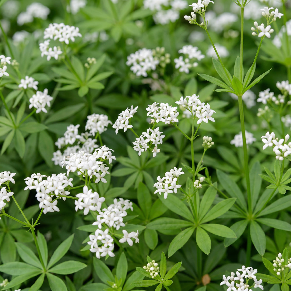 Waldmeister 'Galium odoratum' – Weiß – Topf Ø11cm – Ansicht 5