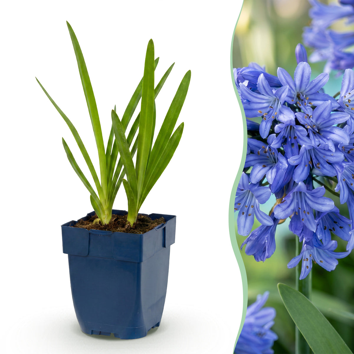 Afrikanische Lilie 'Agapanthus africanus' – Blau – Topf Ø11cm