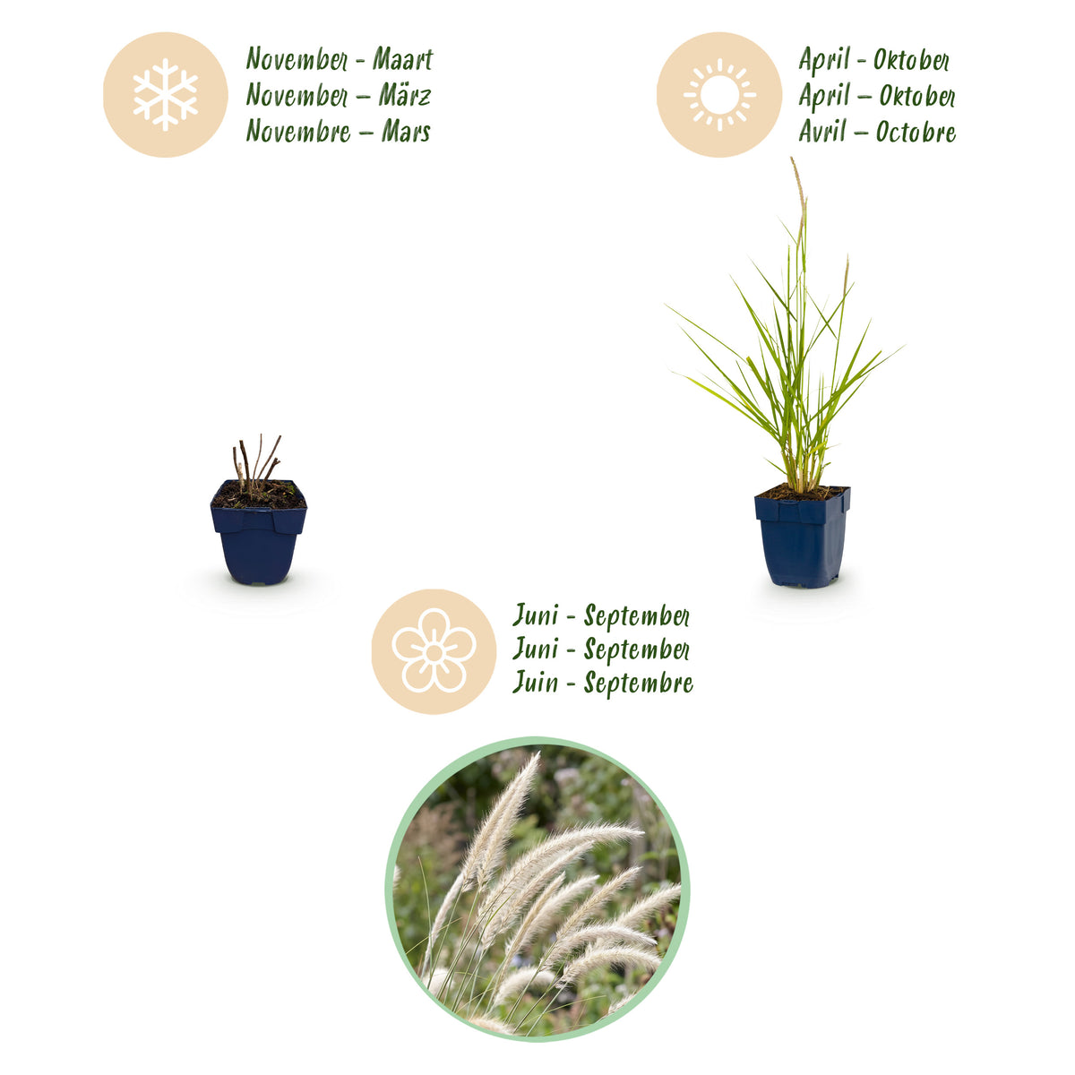 Lampenputzergras 'Fairy Tales' – Pennisetum orientale – Topf Ø11cm – Ansicht 4
