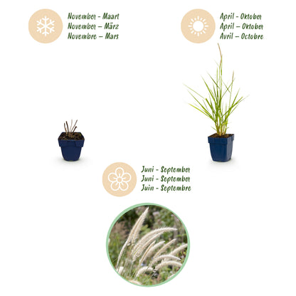 Lampenputzergras 'Fairy Tales' – Pennisetum orientale – Topf Ø11cm – Ansicht 4