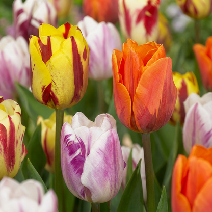 Tulpe-Mix 'Flaming Beauty'