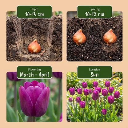 Triumph-Tulpe 'Purple' – Lila – Ansicht 4