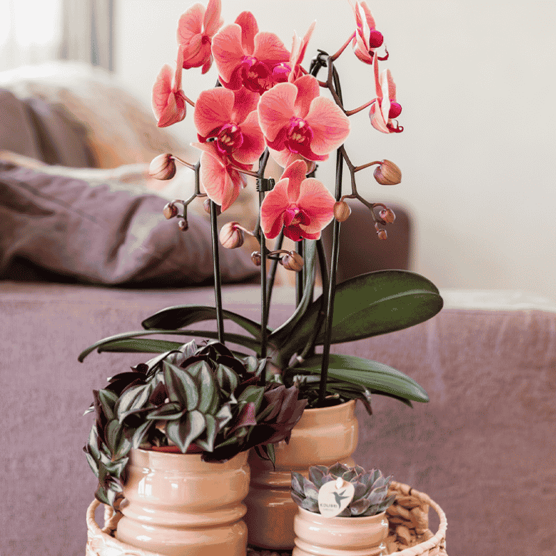 Tradescantia Zebrina – Violett-Grün – Topf Ø9cm – Ansicht 4