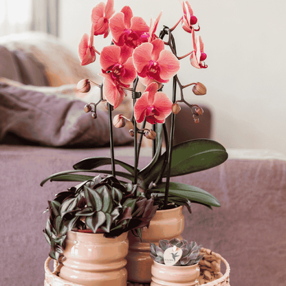 Tradescantia Zebrina – Violett-Grün – Topf Ø9cm – Ansicht 4