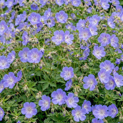 Storchschnabel 'Rozanne' – Blau – Topf Ø11cm – Ansicht 6