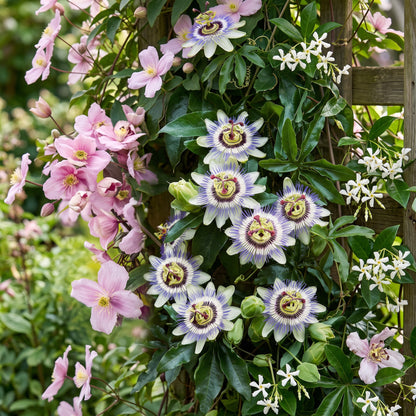 Kletterpflanzen-Trio 'Tricolour' – Clematis, Passionsblume & Sternjasmin – Topf Ø9cm – Ansicht 5