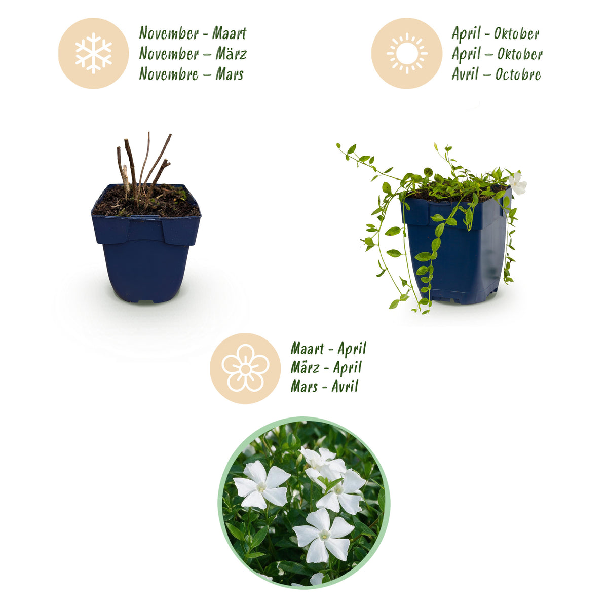 Immergrün 'Vinca minor Alba' – Weiß – Topf Ø11cm – Ansicht 4