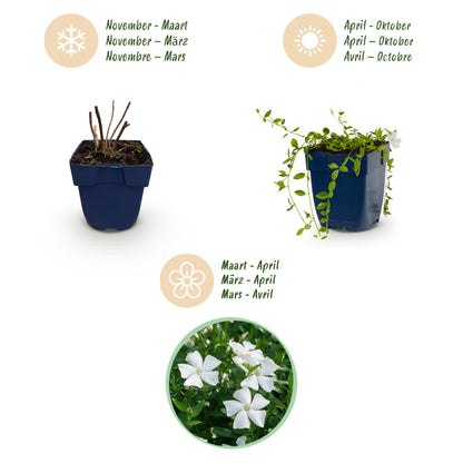Immergrün 'Vinca minor Alba' – Weiß – Topf Ø11cm – Ansicht 4