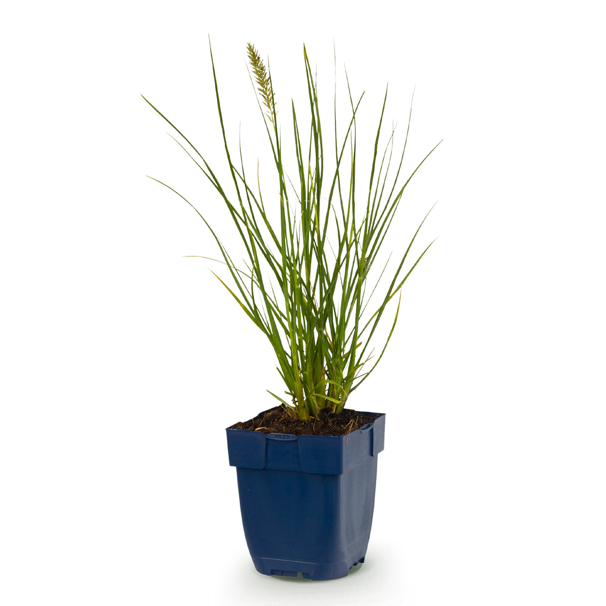Fuchsschwanzgras 'Little Bunny' – Pennisetum alopecuroides – Topf Ø11cm – Ansicht 2