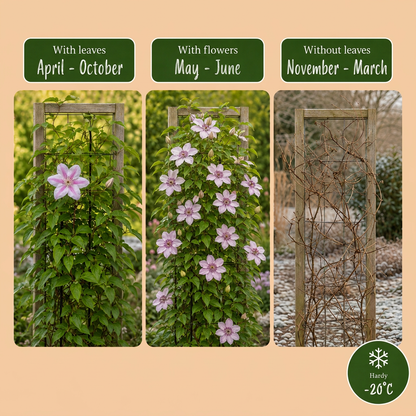 Clematis 'Nelly Moser' – Weiß-Rosa – Topf Ø9cm – Ansicht 4