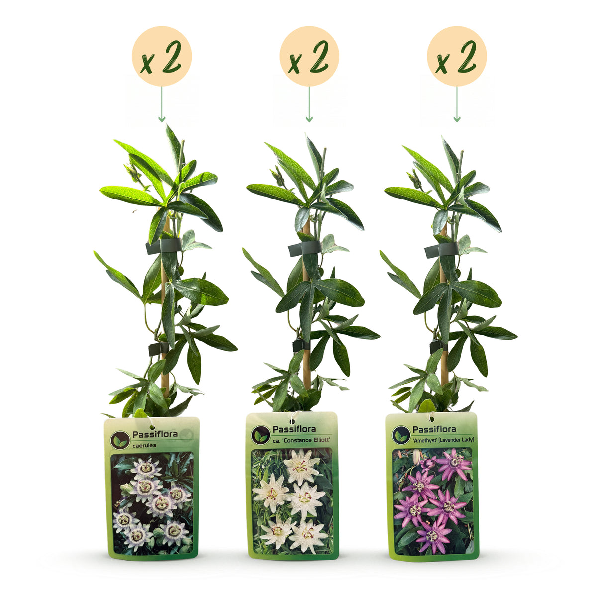 Kletterpflanzen-Trio 'Tricolour' – Clematis, Passionsblume & Sternjasmin – Topf Ø9cm – Ansicht 2