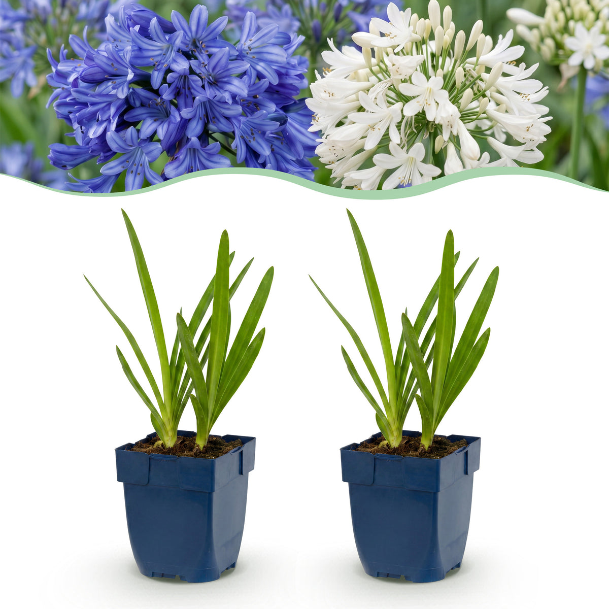 Schmucklilie 'Agapanthus Duo' – Blau-Weiß – Topf Ø11cm