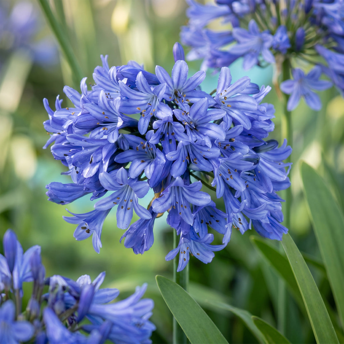 Afrikanische Lilie 'Agapanthus africanus' – Blau – Topf Ø11cm – Ansicht 5