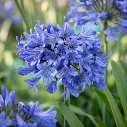 Afrikanische Lilie 'Agapanthus africanus' – Blau – Topf Ø11cm – Ansicht 5
