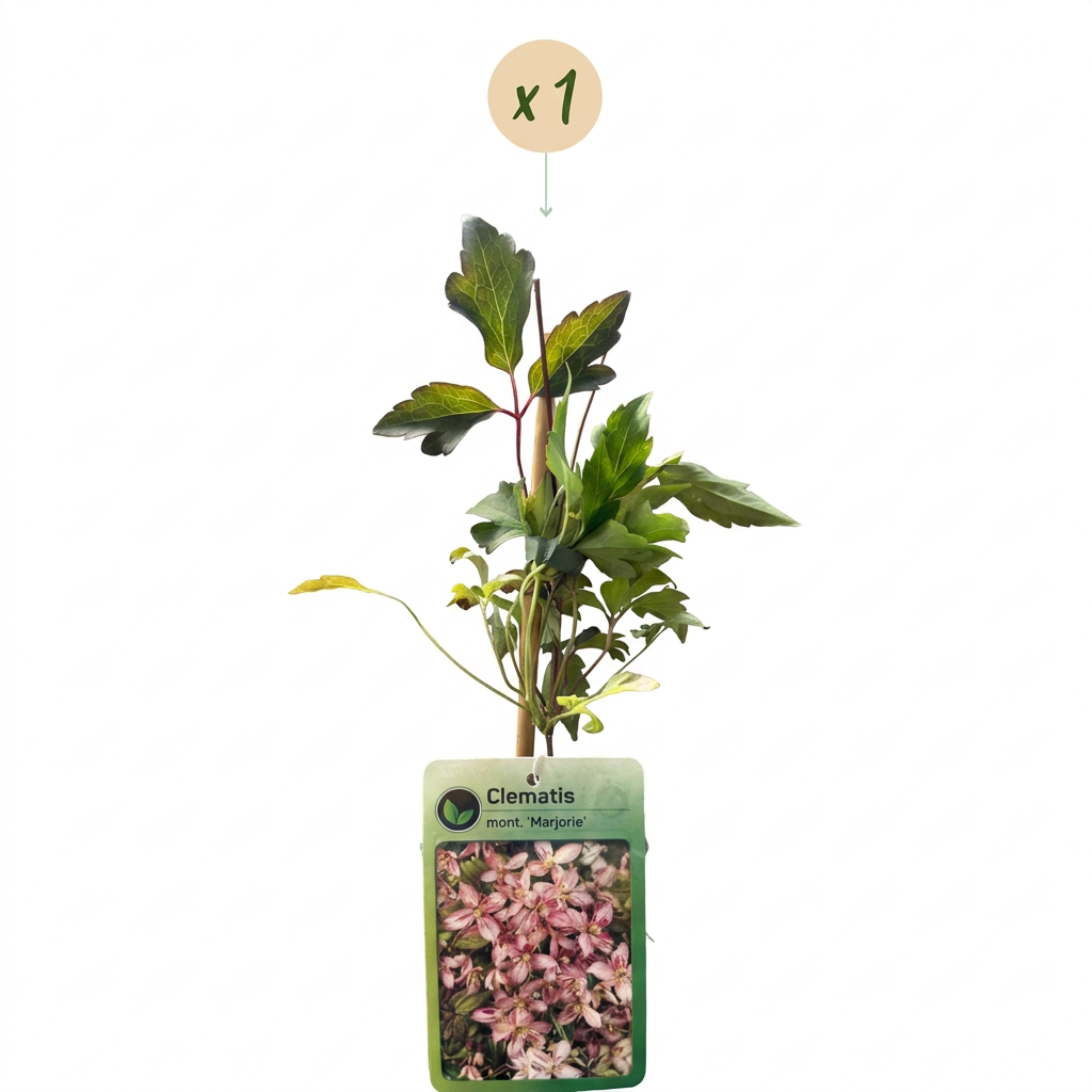 Bergwaldrebe Clematis montana 'Marjorie' – Rosa, Ø9cm, ↕35cm – Ansicht 2