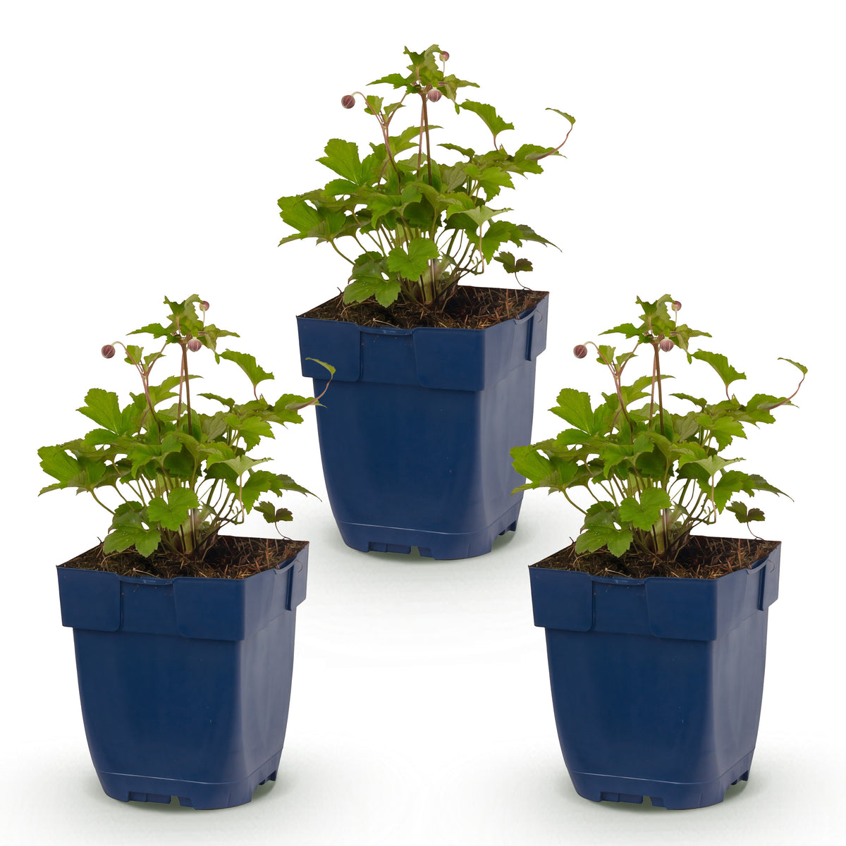 Herbst-Anemone 'Splendens' – Dunkelpink – Topf Ø11cm – Ansicht 2