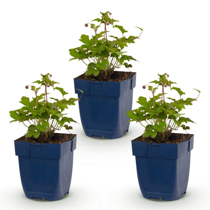 Herbst-Anemone 'Splendens' – Dunkelpink – Topf Ø11cm – Ansicht 2