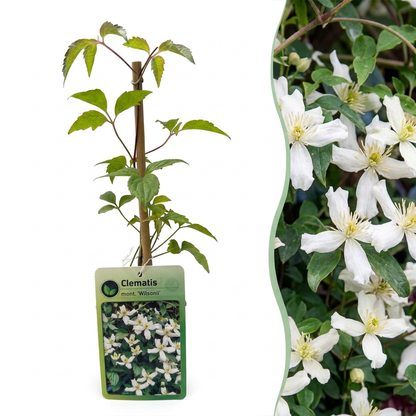 Bergwaldrebe 'Wilsonii' – Weiß – Topf Ø9cm