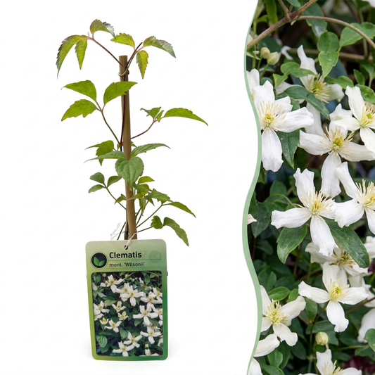 Bergwaldrebe 'Wilsonii' – Weiß – Topf Ø9cm
